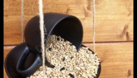 10 DIY τροφοδότες πουλιών για την πίσω αυλή σας 2 DIY Winter Bird Feeders: Crafting for Feathered Friends