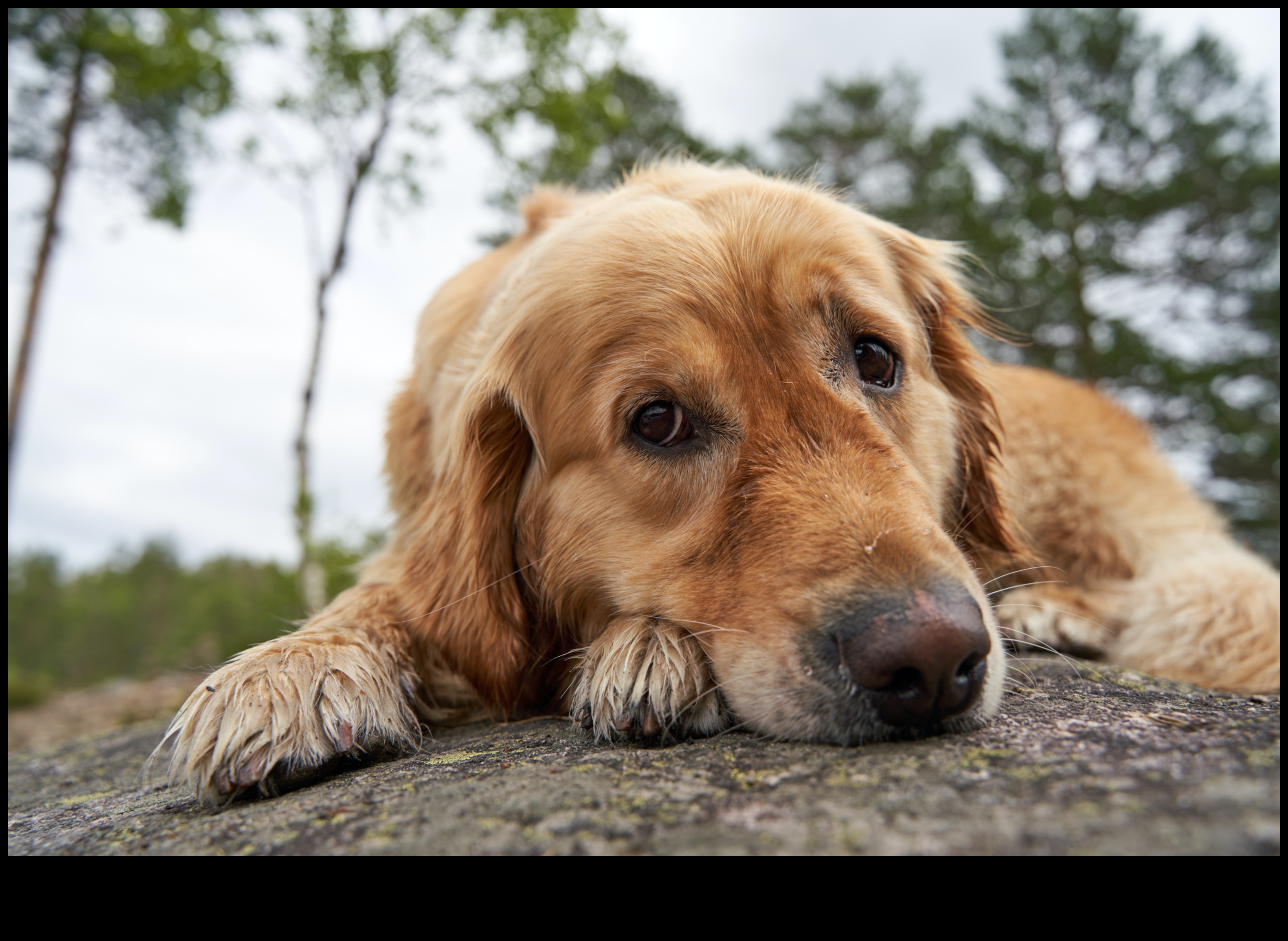 Το Golden Eats A Delicious Journey Through the World of Geriatric Nutrition 4 Golden Eats: A Culinary Exploration of Geriatric Nutrition
