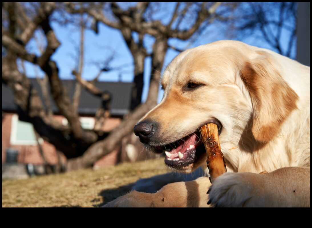 Golden Eats: A Culinary Exploration of Geriatric Nutrition
