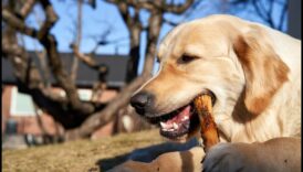 Το Golden Eats A Delicious Journey Through the World of Geriatric Nutrition 1 Golden Eats: A Culinary Exploration of Geriatric Nutrition