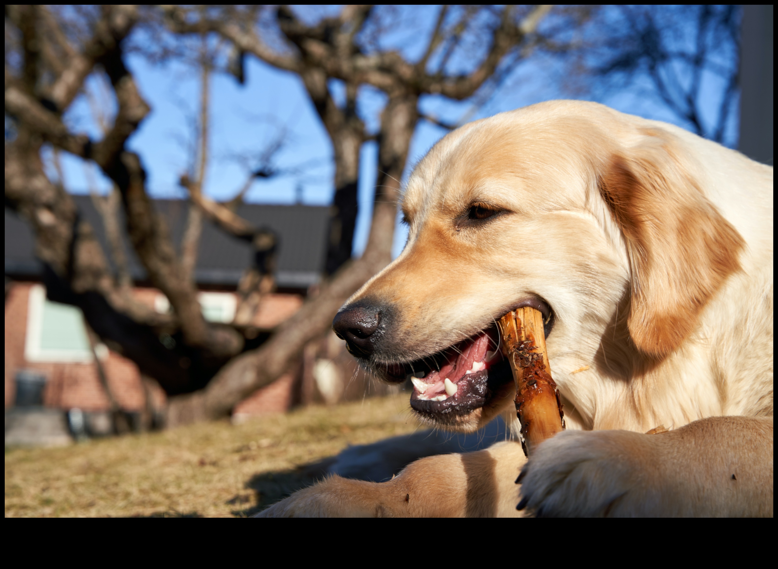 Το Golden Eats A Delicious Journey Through the World of Geriatric Nutrition 1 Golden Eats: A Culinary Exploration of Geriatric Nutrition